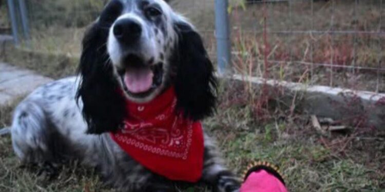 Χαλκιδική: Άγνωστος πυροβόλησε σκύλο μέσα σε σπίτι – «Υπάρχει ένας δολοφόνος ανάμεσά μας»