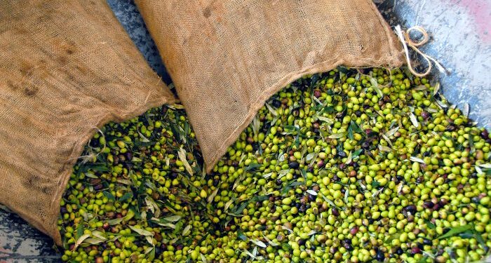 Ημερίδες ενημέρωσης ελαιοτριβέων και ελαιοπαραγωγών από τον Πανελλήνιο Σύνδεσμο Ελαιουργείων