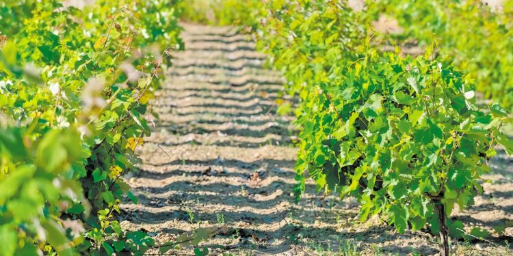 Meta-terroir, μια πολιτική ανασυγκρότησης του ελληνικού αμπελοοινικού τομέα