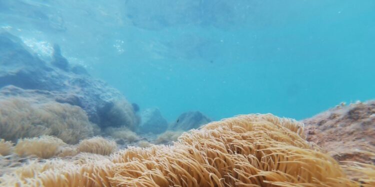 Σύρος: Στο νοσοκομείο παιδί που τσιμπήθηκε από θαλάσσια ανεμώνη – Τραυματίστηκε άλλος ένας