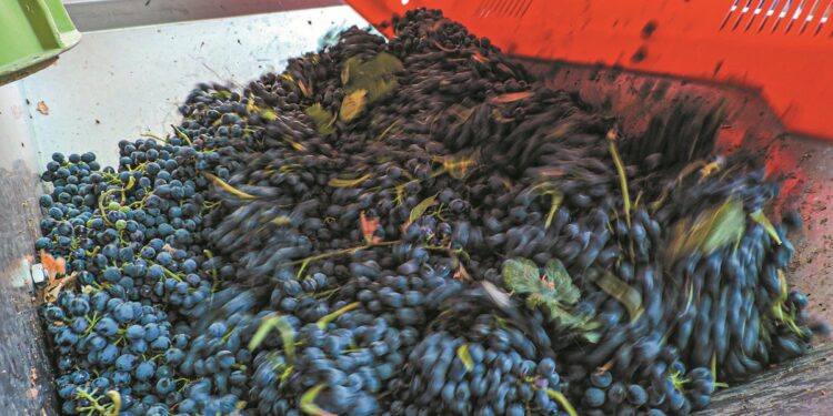 Αμπέλι: Τρύγος μετ’ εμποδίων στην Κρήτη