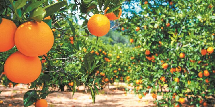 Εσπεριδοειδή: Μικρά τα μεγέθη, υψηλές οι τιμές για τους παραγωγούς των Βαλέντσια
