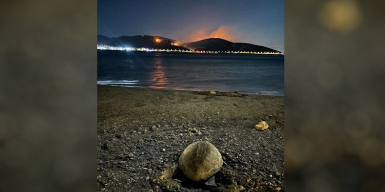 Χελώνα καρέτα καρέτα γέννησε σε παραλία της Αναβύσσου ενώ καιγόταν η Κερατέα: Συγκινητικές φωτογραφίες