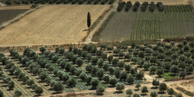 Παράταση για τον ΑΤΑΚ έχει ζητήσει ο ΟΠΕΚΕΠΕ – Συνεχίζονται οι έλεγχοι από την Οικονομική Αστυνομία