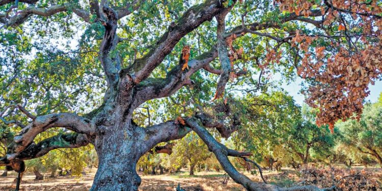 Ηλεία: Σήμα κινδύνου για την αιωνόβια δρυ στο Κολίρι