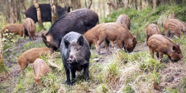 Μέτρα για την εξάλειψη των αγριόχοιρων ζητά από τον Τσιάρα ο Μητροπολίτης Σάμου