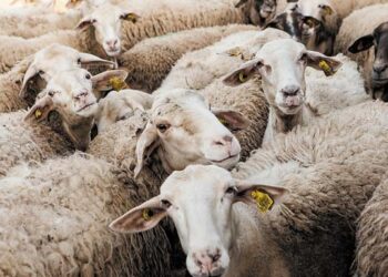 Ερώτηση Τ. Μπαρτζώκα στη Βουλή για νέα κρούσματα ευλογιάς αιγοπροβάτων στην Ημαθία