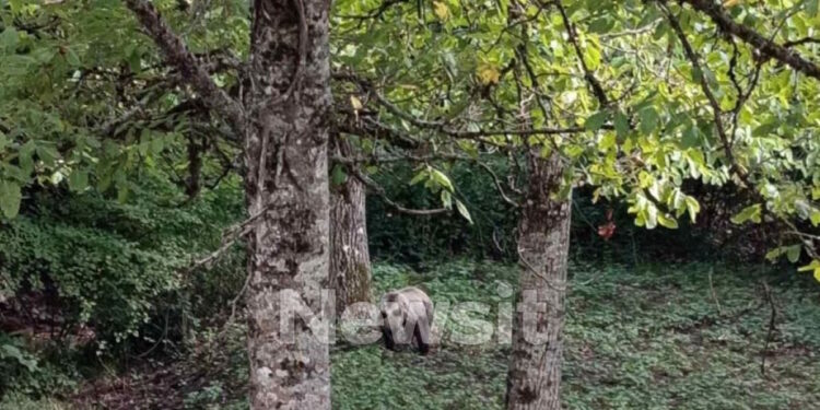 «Η αρκούδα τον αγκάλιασε και τον έριξε από έναν τοίχο 3 μέτρων» λέει η πρόεδρος της Δόλιανης Ζαγορίου για την επίθεση στον 81χρονο