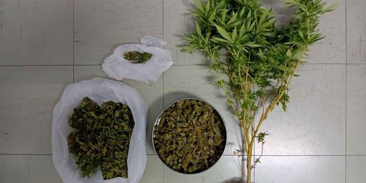 Μεσολόγγι: Καλλιεργούσε χασίς στο σπίτι του και συνελήφθη (φωτο)
