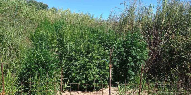 Εντοπίστηκε φυτεία δενδρυλλίων κάνναβης στο Νεοχώρι – Μία σύλληψη, ένας ακόμη αναζητείται