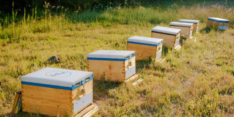 Restart Evros: Η ΔΕΗ στηρίζει την αναγέννηση της φύσης στον Έβρο με 660.000 μέλισσες