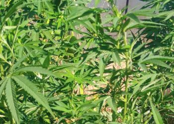 Βόνιτσα: Βρέθηκαν ναρκωτικά στο σπίτι του και σε στάβλο – Συνελήφθη ένας άνδρας