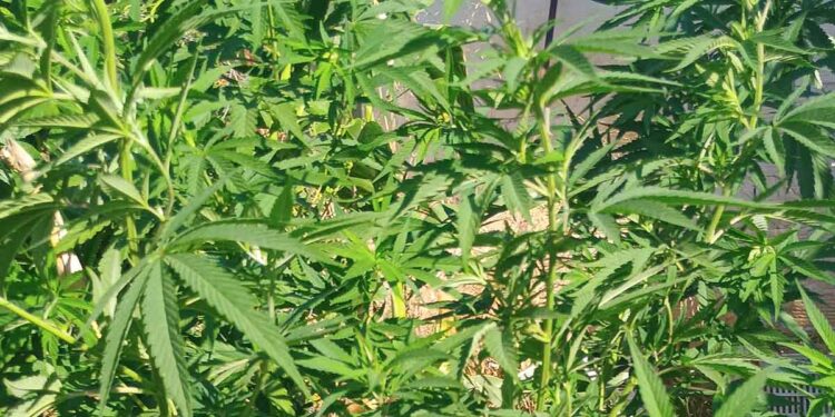 Βόνιτσα: Βρέθηκαν ναρκωτικά στο σπίτι του και σε στάβλο – Συνελήφθη ένας άνδρας