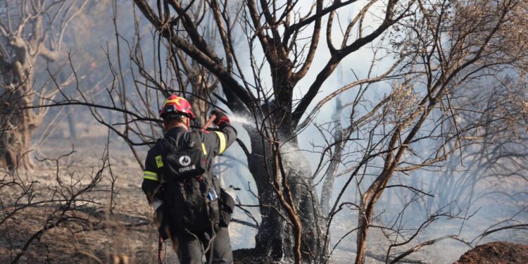 Φωτιά στο Συκάμινο Ωρωπού – Καίει μέσα σε χαράδρα