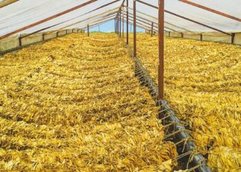 Καπνός: Τίτλοι τέλους για τις οικογενειακές εκμεταλλεύσεις