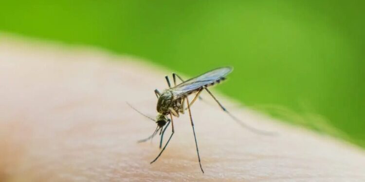 Ιός του Δυτικού Νείλου: Συναγερμός του ΕΟΔΥ με 87 κρούσματα και 7 θανάτους στην Ελλάδα το 2025
