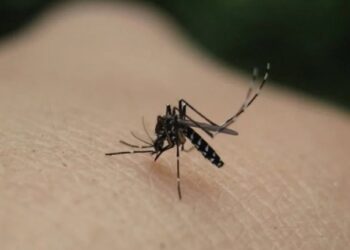 Ιός του Δυτικού Νείλου: Σημαντικές πληροφορίες και μέτρα προστασίας