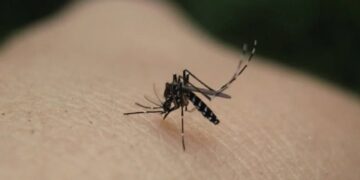 Ιός του Δυτικού Νείλου: Σημαντικές πληροφορίες και μέτρα προστασίας