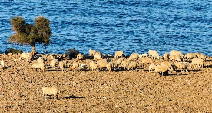 Έκκληση της Περιφέρειας Νοτίου Αιγαίου για αυστηρά μέτρα βιοασφάλειας με αφορμή τα κρούσματα ευλογιάς