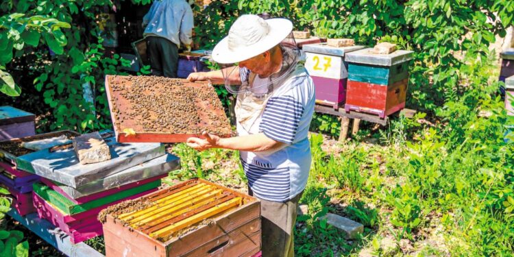 Μελισσοκομία: Ξεπερνά το 50% η μείωση της παραγωγής