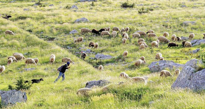 «Έφοδος 10 ημερών» για την ευλογιά: Συνεχείς επιτόπιοι έλεγχοι απολύμανσης – Τα 17 σημεία στη Θεσσαλία