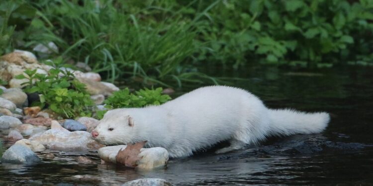 Καστοριά: Μινκ επιτέθηκε σε κατάκοιτη γυναίκα και την ακρωτηρίασε