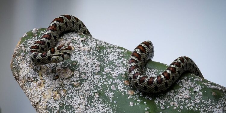 Οχιά δάγκωσε ποδοσφαιριστή στη Λαμία την ώρα της προπόνησης