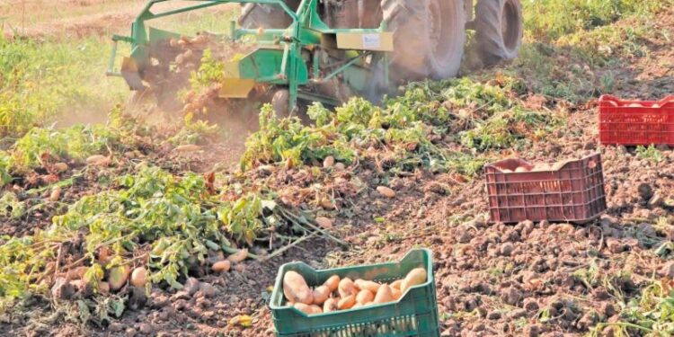 Δράμα: Αρχή συγκομιδής για την πατάτα Νευροκοπίου