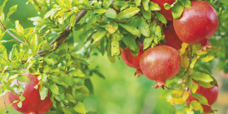 Ο ΑΣΟΠ Αγίου Αθανασίου Δράµας γιορτάζει µία εικοσαετία επιτυχηµένης παρουσίας