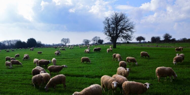 ΟΠΕΚΕΠΕ: Πού πήγαν τα 22,7 εκατ. ευρώ των αμαρτωλών επιδοτήσεων – 72χρονος από την Κοζάνη έβγαλε 1.000.000 ευρώ, 69χρονος από τα Τρίκαλα 620.000
