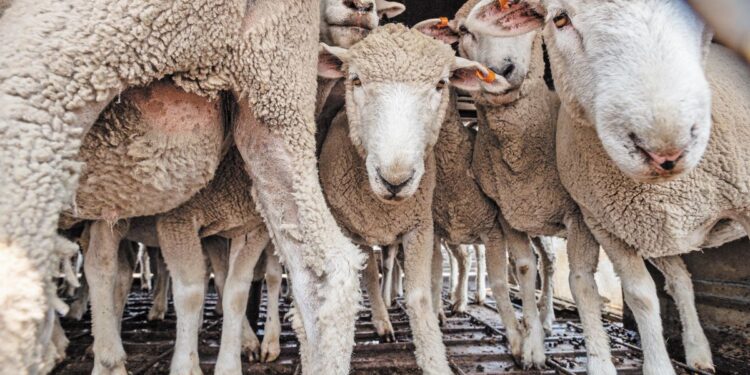 Σύνδεσμος Κτηνοτρόφων Καβάλας: Δεν υπάρχει καμιά απολυμαντική διαδικασία για το νησί της Θάσου