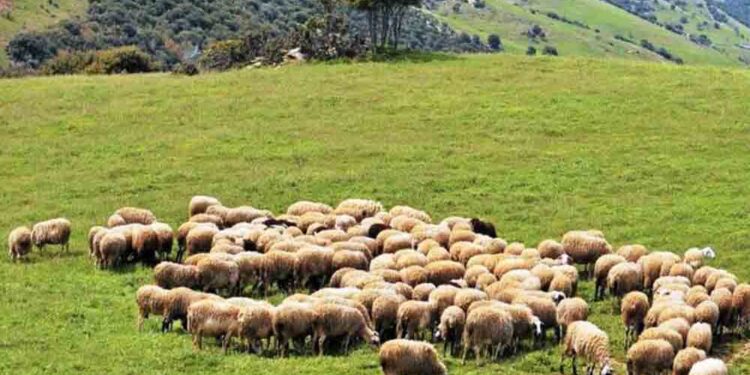 ΔΥΠΑ: Νέο επιδοτούμενο πρόγραμμα κατάρτισης ανέργων στη διαχείριση ζωονόσων