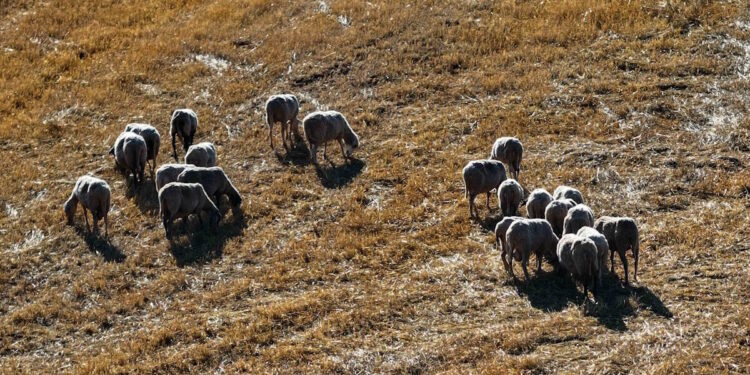 Τσιάρας: Αναστολή φορολογικών – ασφαλιστικών υποχρεώσεων για όσους θανάτωσαν λόγω ευλογιάς τα κοπάδια τους