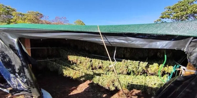 Εξαρθρώθηκε σπείρα με έναν τόνο κάνναβης και βαρύ οπλισμό – Στα 8.000.000 ευρώ υπολογίζεται η λεία της