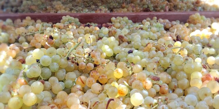 ΚΕΟΣΟΕ για τρύγο: Δυσοίωνα για 3η συνεχή χρονιά τα μηνύματα για τις αποδόσεις