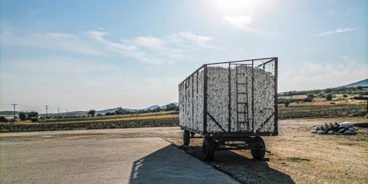 Βαμβάκι: Ψηλά οι αποδόσεις, χαμηλά οι τιμές