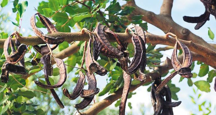 ΕΛΓΟ – Πρόγραμμα CAROBSHIELD: Η χαρουπιά, ασπίδα του αγροοικοσυστήματος απέναντι στις προκλήσεις της κλιματικής αλλαγής
