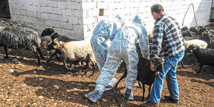 Σταθμοί απολύμανσης για την ευλογιά των προβάτων και αιγών σε Φλώρινα και Καστοριά