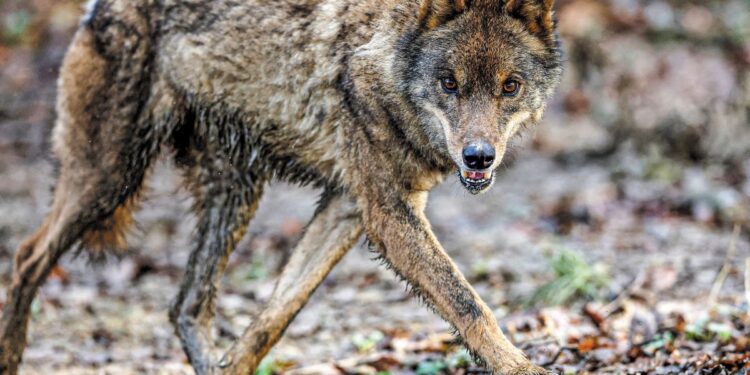 «Ζούμε με τον φόβο»: Αγέλη λύκων έξω από σπίτια στην Ιπποκράτειο Πολιτεία – Κραυγή για βοήθεια από τους κατοίκους