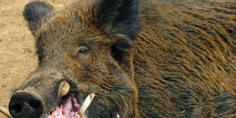 Κοζάνη: Τραυματίστηκε κυνηγός από αγριογούρουνο – Πήγε να δει αν σκοτώθηκε και εκείνο του επιτέθηκε