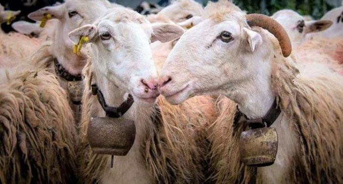 Επείγουσα προκαταρκτική εξέταση για την ευλογιά στη Θεσσαλία ζητά η Εισαγγελία Εφετών Λάρισας