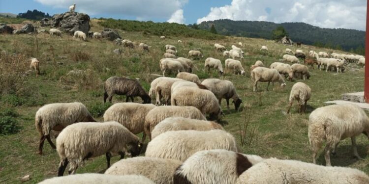 Xωρίς καμία κτηνοτροφική μονάδα λόγω ευλογιάς ο Δήμος Τοπείρου στην Ξάνθη