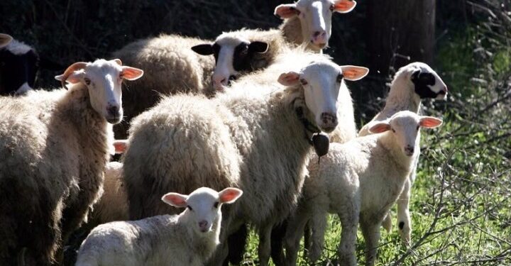 Επιστολή ΚΚΕ στον Christophe Hansen για την άμεση στήριξη των κτηνοτρόφων απέναντι στην έξαρση των ζωονόσων