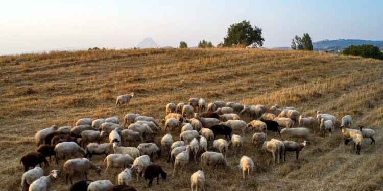 ΕΟΦ για ευλογιά προβάτων: Δεν υπάρχει αδειοδοτημένο εμβόλιο σε Ελλάδα ή ΕΕ
