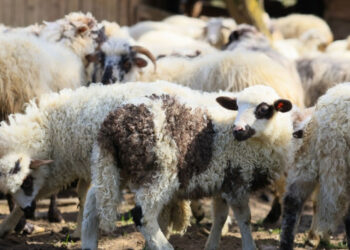 Προστέθηκαν νέοι σταθμοί απολύμανσης για την ευλογιά των αιγοπροβάτων σε Αιγιάλεια και Θέρμο