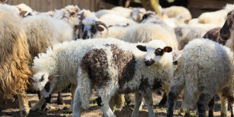 Προστέθηκαν νέοι σταθμοί απολύμανσης για την ευλογιά των αιγοπροβάτων σε Αιγιάλεια και Θέρμο