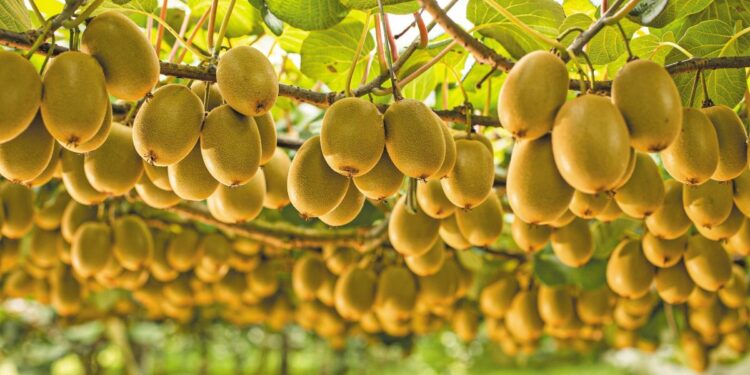 Πέλλα: Άγνωστοι έκλεψαν 30 τόνους ακτινιδίων – Περιπολίες αγροτών στα χωράφια