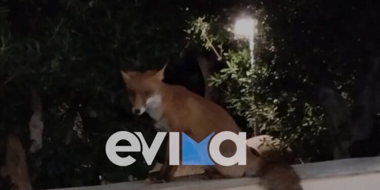 Εύβοια: Η κυρία Τούλα και η αλεπού είναι «αχώριστες» στην Κάρυστο – Η ιδιαίτερη φιλία τους