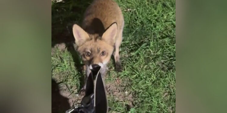 Αλεπού στην Πετρούπολη προσπάθησε να κλέψει τσάντα με κρουασάν – Δείτε βίντεο