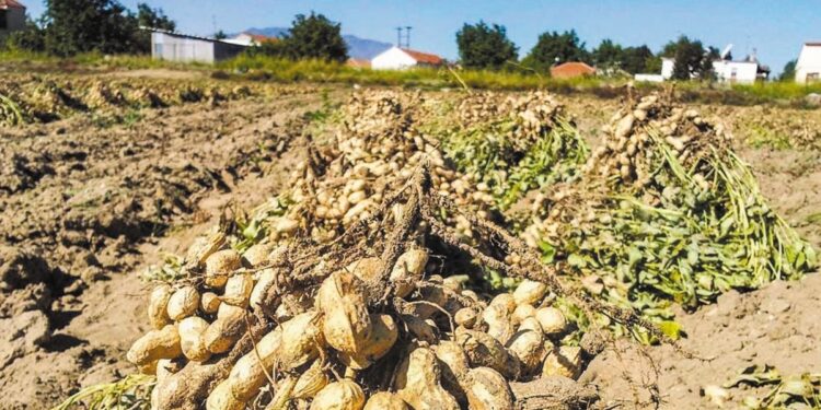 Αμμουδιά Σερρών: Μειωμένη ποσοτικά και πιεσμένη από την αγορά η αραχίδα